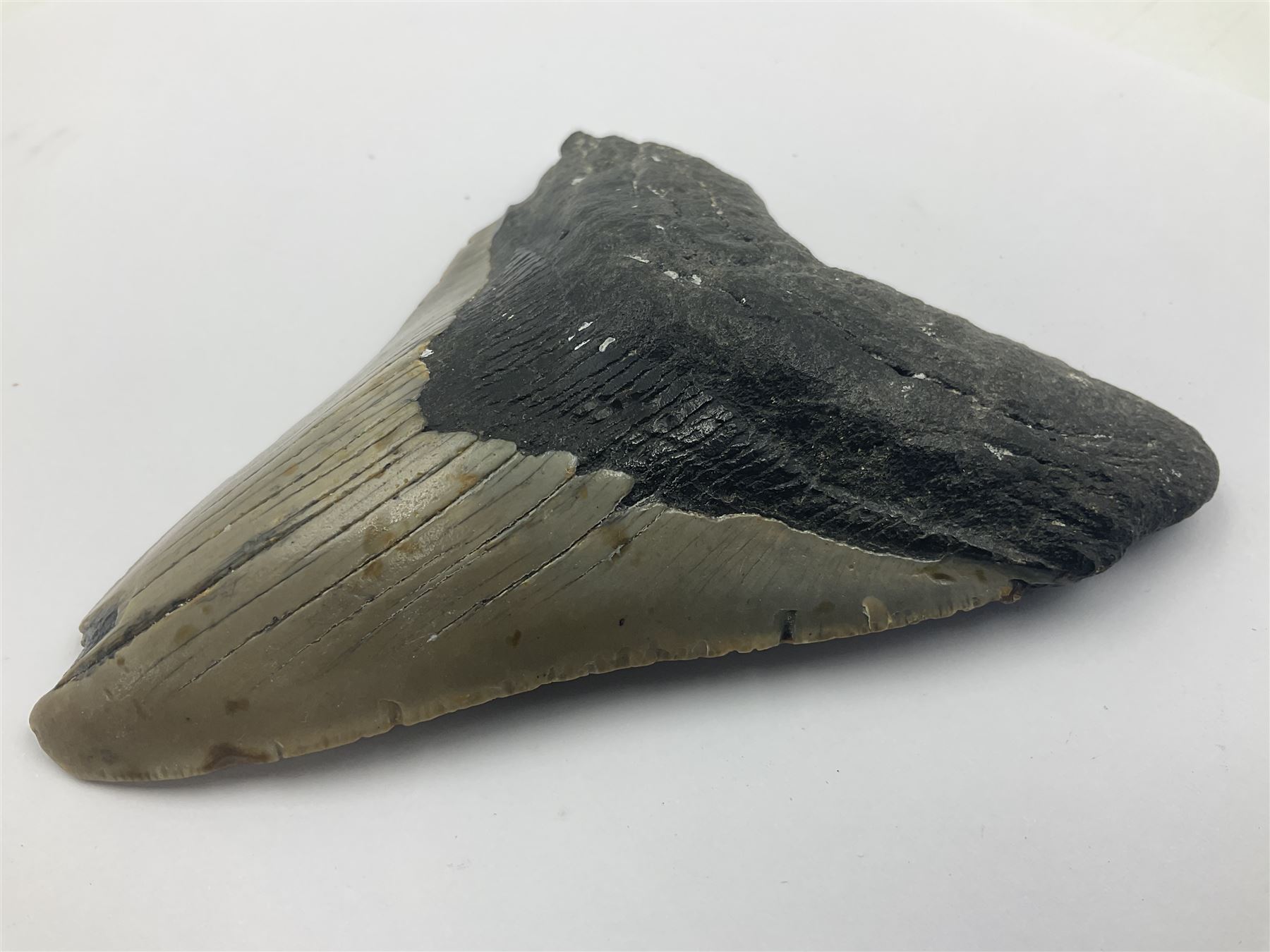 Megalodon (Otodus Megalodon) tooth fossil, age; Miocene period, H11cm, W9cm