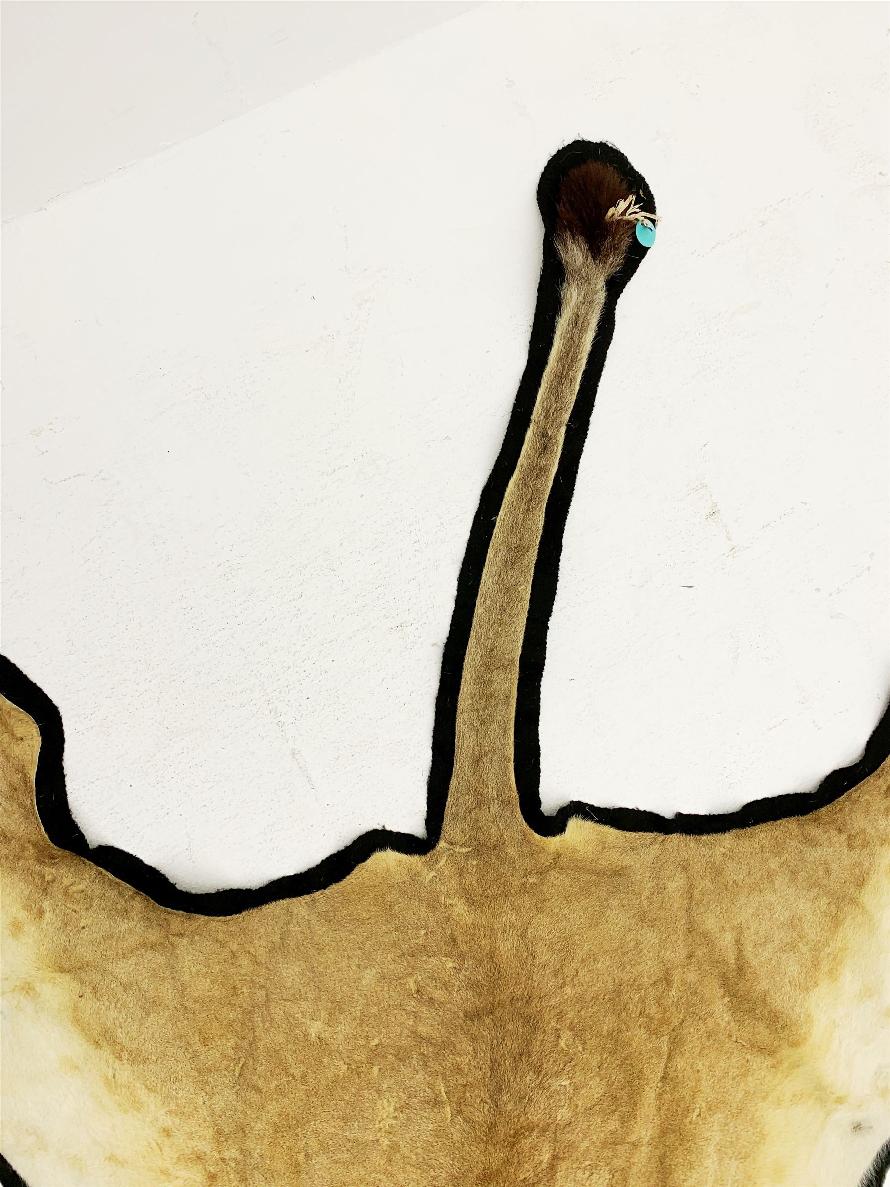 Taxidermy: African Lioness (Panthera Leo), full lioness skin and head mount, with black felt backing, L279cm