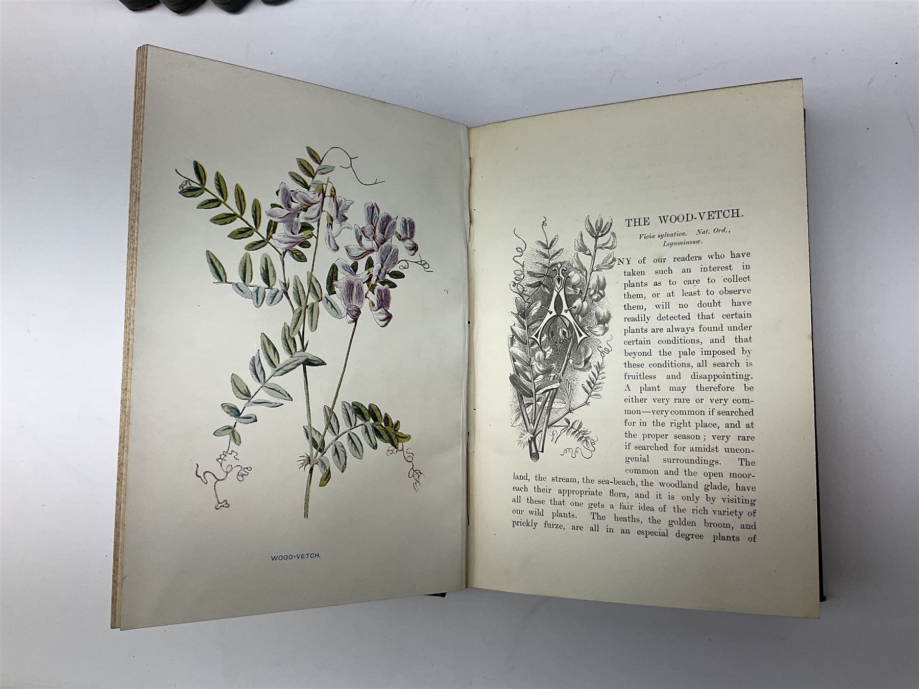 Hulme, F. Edward; 'Familiar Wild Flowers' with coloured plates, five volumes, together with Hulme, F. Edward; 'Familiar Garden Flowers' described by Shirley Hibberd with coloured plates, five volumes, each with coloured title labels 