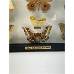 Entomology: Single glazed display of African Saturniidae (Emperors) moths, circa 20th century, single glazed display containing twelve various specimens, some with attached data labels, all pinned upon foam backing and named labels, enclosed within a glazed ebonised display case, H39cm, L50cm