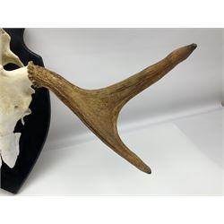 Antlers/Horns: Pair of European Moose (Alces alces) horns with upper skull, mounter upon a wooden shield, H45cm
