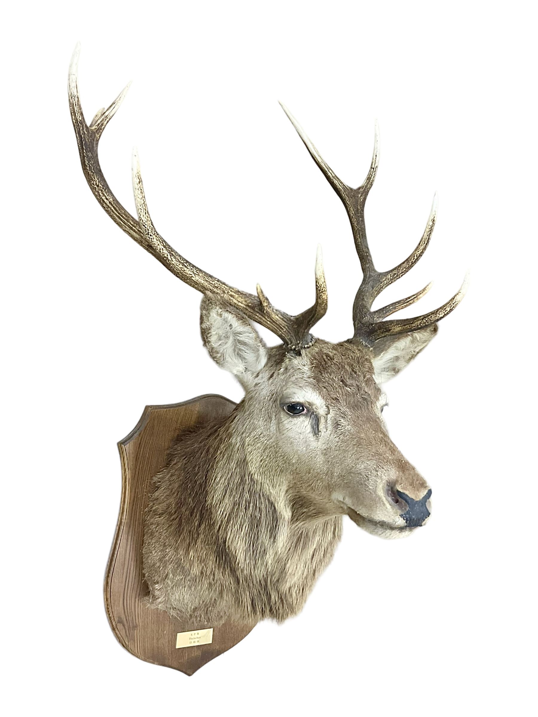 Taxidermy: Red Deer (Cervus elaphus), adult male imperial stag shoulder mount looking straight ahead, eleven point antlers, mounted upon a shaped wooden shield, D65cm