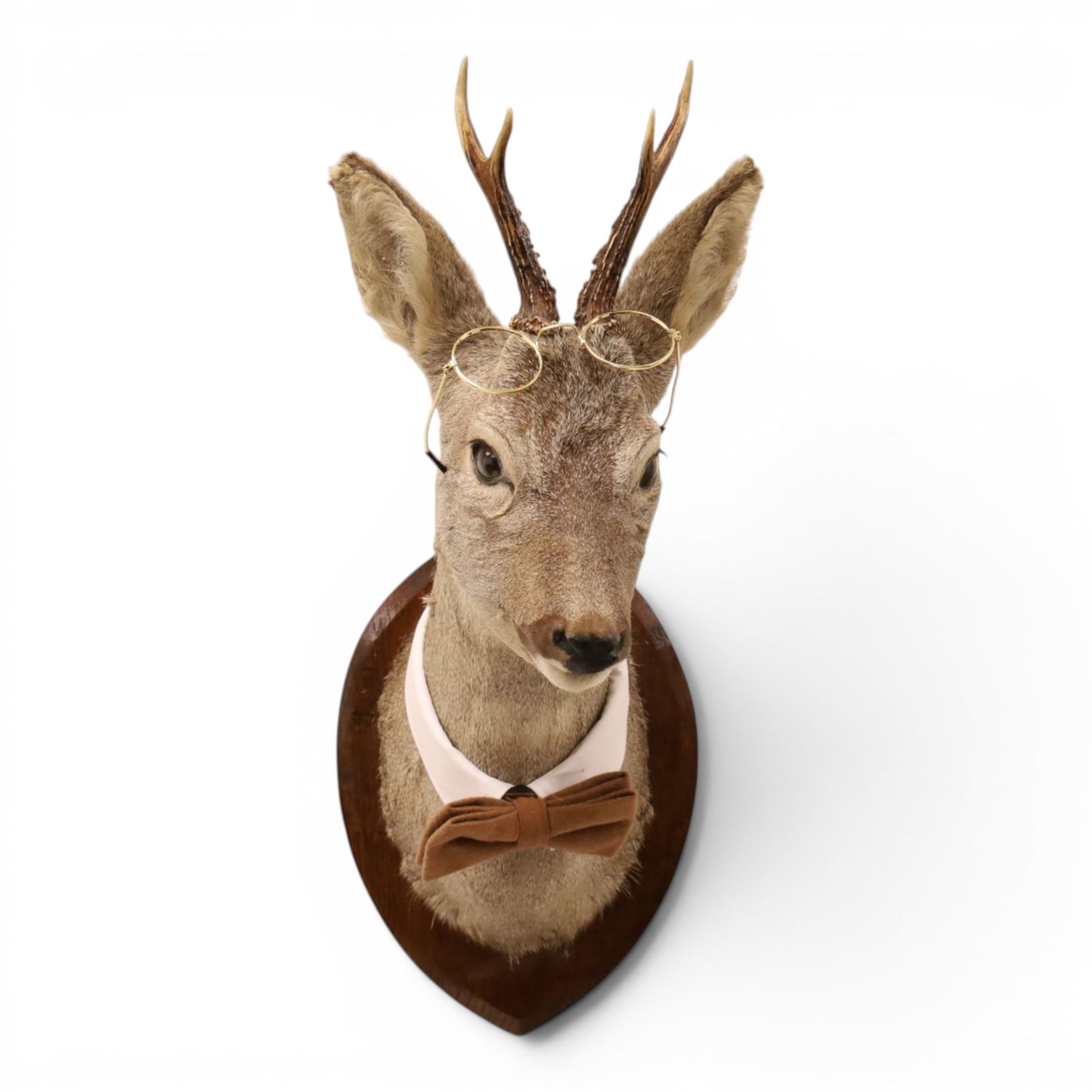 Anthropomorphic Taxidermy - Roe Deer (Capreolus capreolus), smartly dressed in spectacles and bowtie, mounted on wooden shield, H50cm