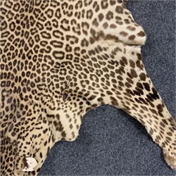Taxidermy: Early 20th century Leopard flat skin rug with limbs outstretched, L225cm, W165cm