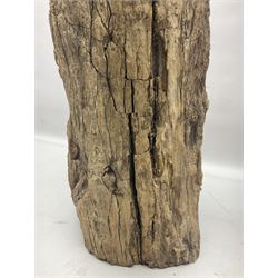 Petrified wood tree trunk/ branch, sliced in cross-section and polished to one side to reveal an array of colours, with textured edge, H40cm, D17cm