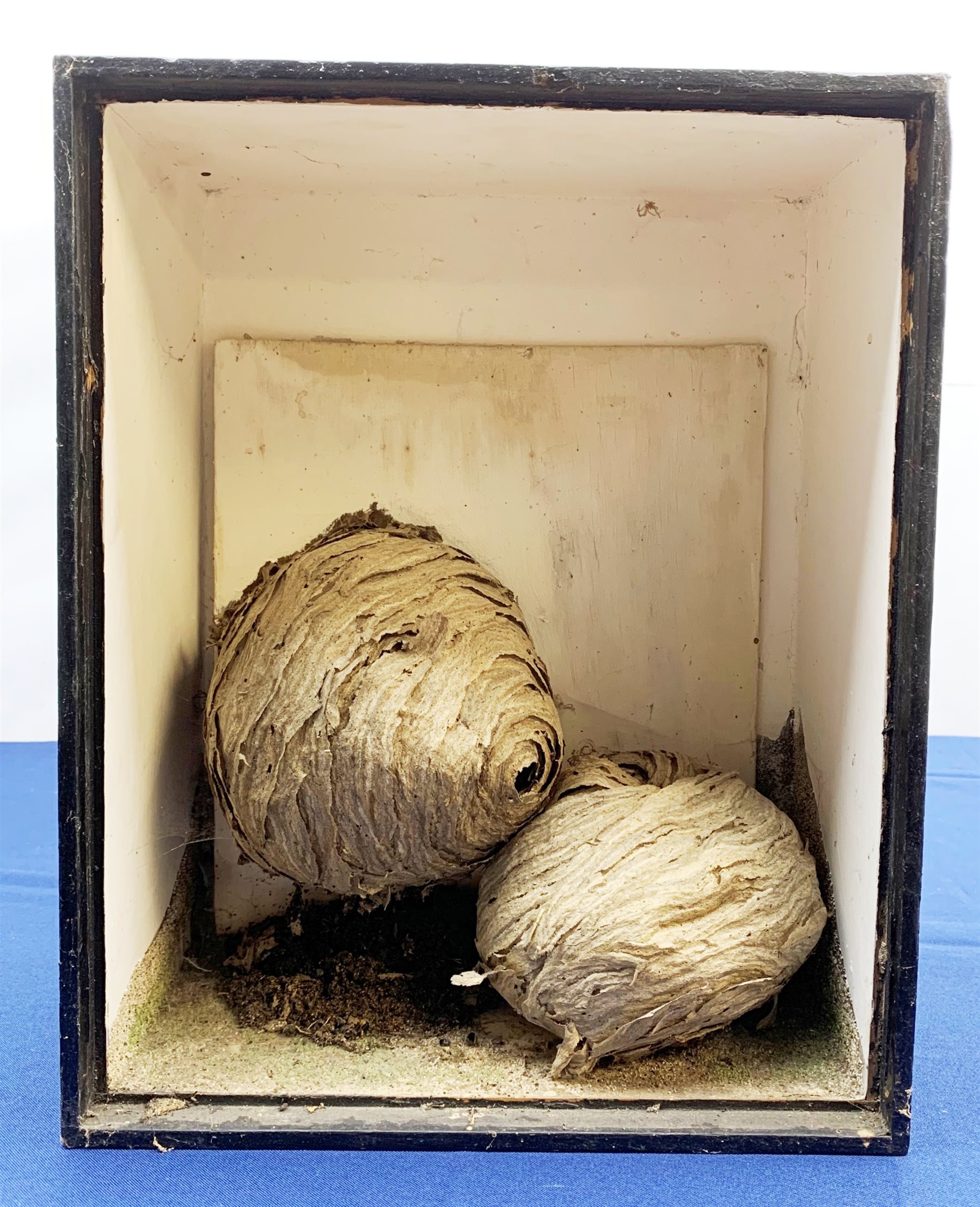 Taxidermy: Curlew (numenius aequath), full mount, approximately H39.5cm, together with a Swift, full mount, two wasps nests in open fronted display case W30cm H38cm; an ostrich egg; three bird of prey masks; framed case of butterflies including Morpho, (a/f), and ferret muzzle