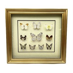 Entomology: gilt framed glazed display of various butterflies, containing ten species, to include Hebomoia glaucippe aturia, Moduza procris milonia, Graphium agamemnon agamemnon, Euploea diocletianus etc, H52.5cm, W57.5cm