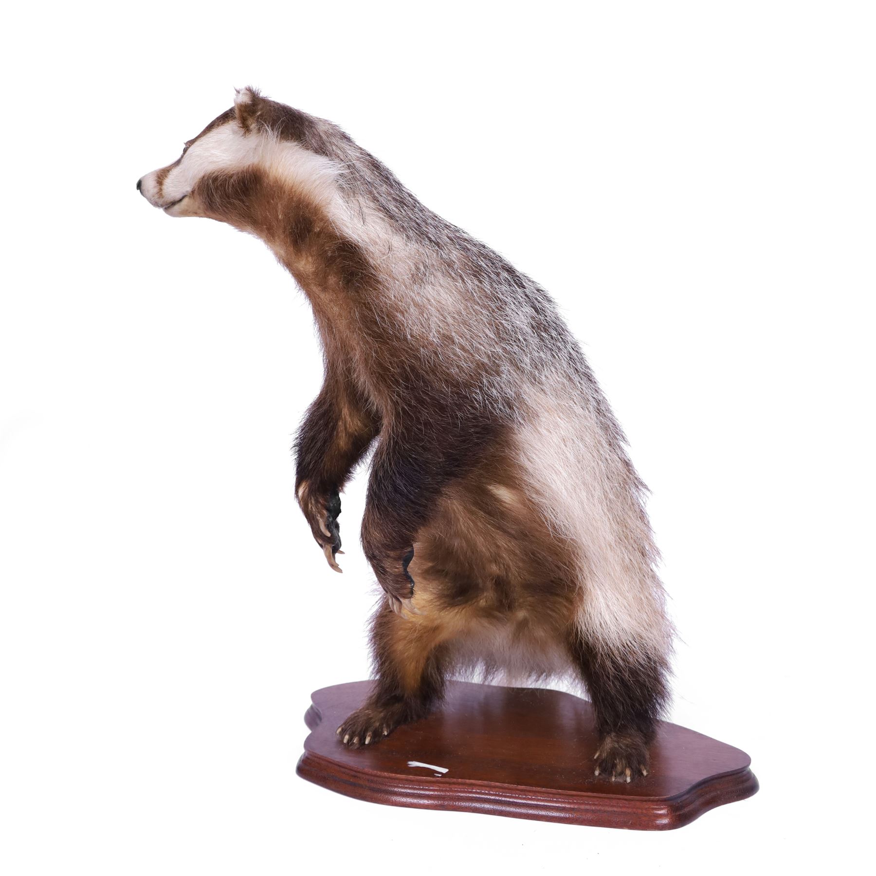 Taxidermy; European Badger (Meles meles), full male adult mount on open display, stood upon hind legs, upon a wooden base,with taxidermist label beneath, Dave Hornbrook  H40cm