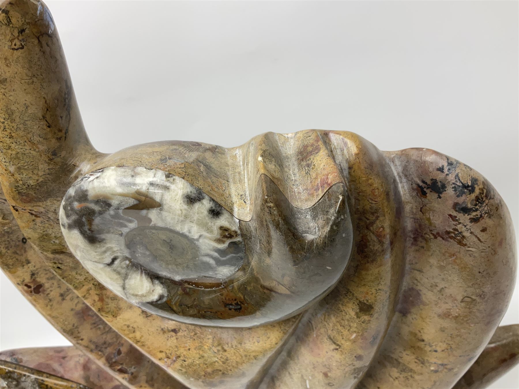 Goniatite sculpture, displaying two Goniatites within a polished and shaped matrix, age; Devonian period, H56cm