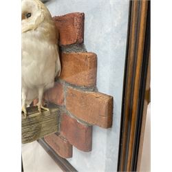 Taxidermy: Wall Mounted Barn Owl (Tito alba), dated 2001, by David Astley, Taxidermist, York, a high quality full mount adult male with head turning to the right, perched upon a short wooden beam, set against a faux brick back drop, width 50cm x height 55cm overall, bearing taxidermist's full paper trade label verso.
with Cites Article 10 (non transferable) licence no.24GBA102LOMN1 Cause of death RTA - 2001. This specimen would require a re-export licence to export from the UK, an import permit would be required into your chosen country, this is the responsibility of the buyer alone, David Duggleby Auctioneers and Valuers do not offer any onward re-export or import licences.