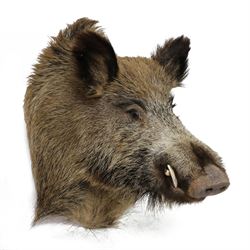 Taxidermy: A European Wild Boar (Sus scrofa), adult neck mount looking straight ahead, 50c...