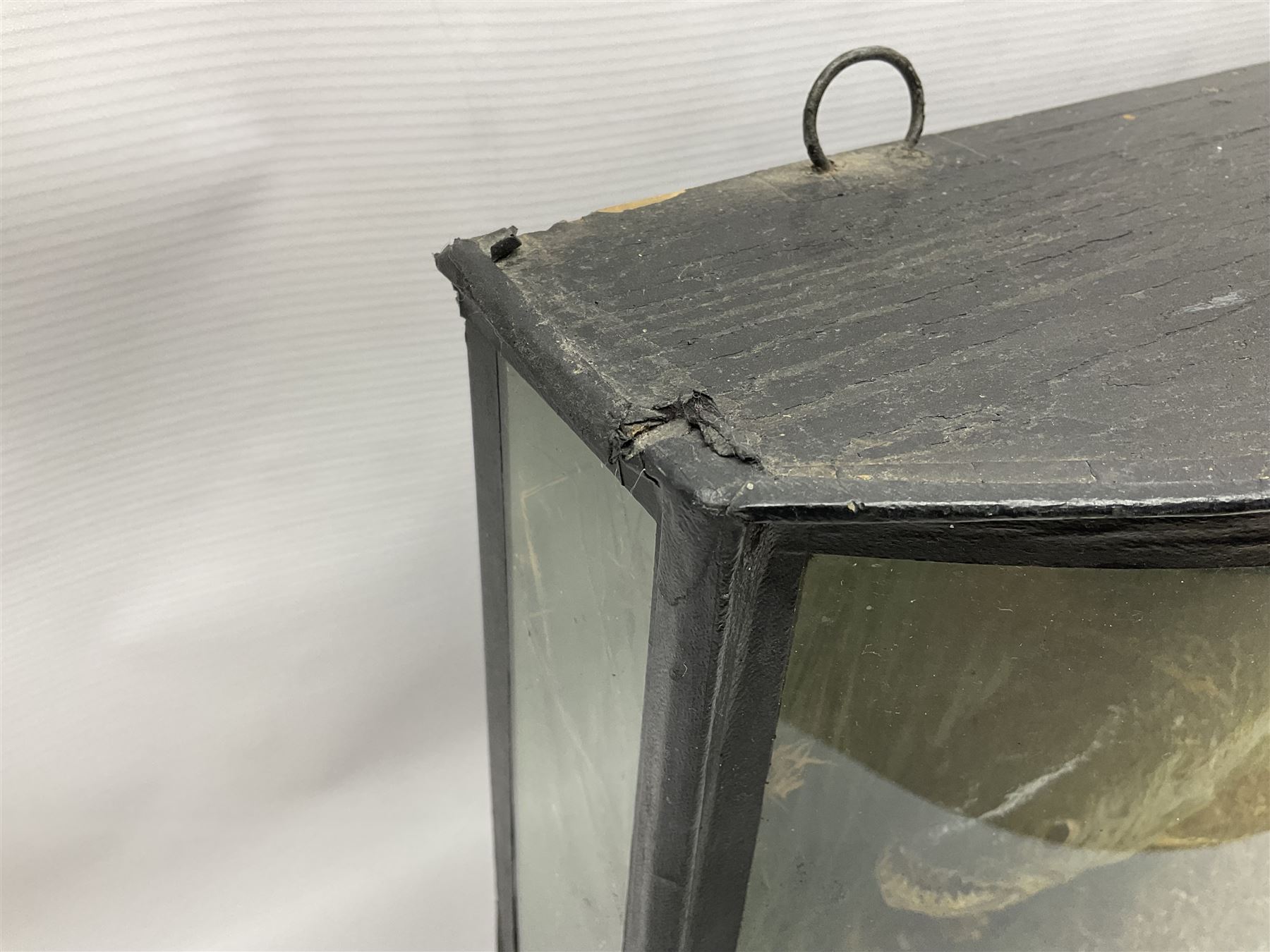 Taxidermy: Brown trout (Salmo trutta), skin mount set above a pebbled river bed with reeds and ferns, against blue painted back drop, enclosed within an ebonised bow-front display case, with 'Costa Beck May 27th 1911, Weight 2 1/2lbs', inscribed to the glass, H34cm, L58cm 