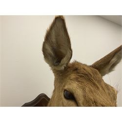 Taxidermy: Red deer (Cervus elaphus), adult female shoulder mount looking straight head, mounted upon a shaped birch shield, D64cm 