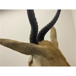 Taxidermy: South African springbok (Antidorcas Marsupialis) adult male shoulder mount looking to the right, D41cm