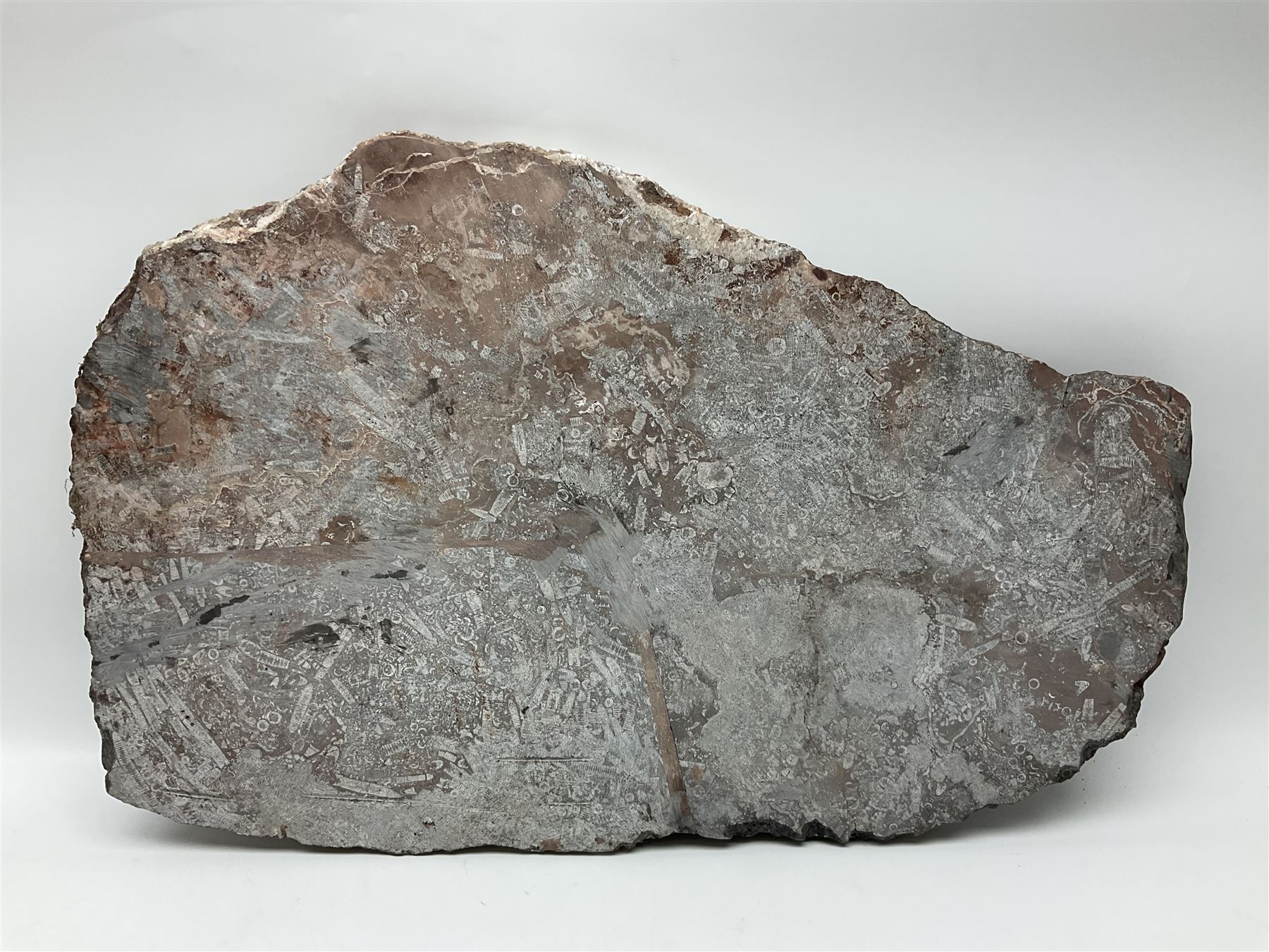 Crinoid sea bed plaque, with two crinoid specimens, probably Scyphocrinites elegans from the Silurian period, H39cm, L61cm