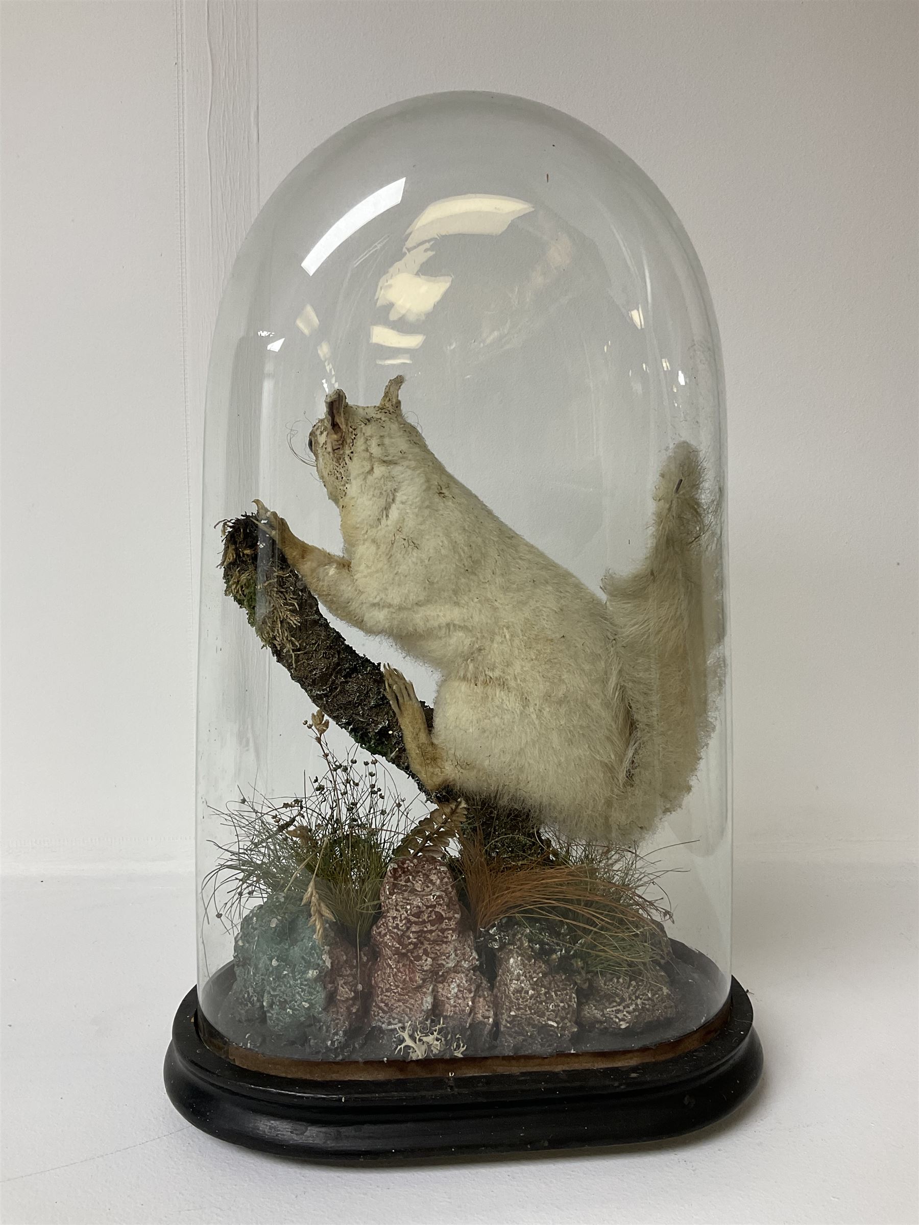 Taxidermy: Victorian cased Red Squirrel (Sciurus vulgaris), full mount holding a hazelnut, upon naturalistic ground, enclosed beneath a period oval glass dome with ebonised base, raised upon four bun feet H44cm D15cm W24cm