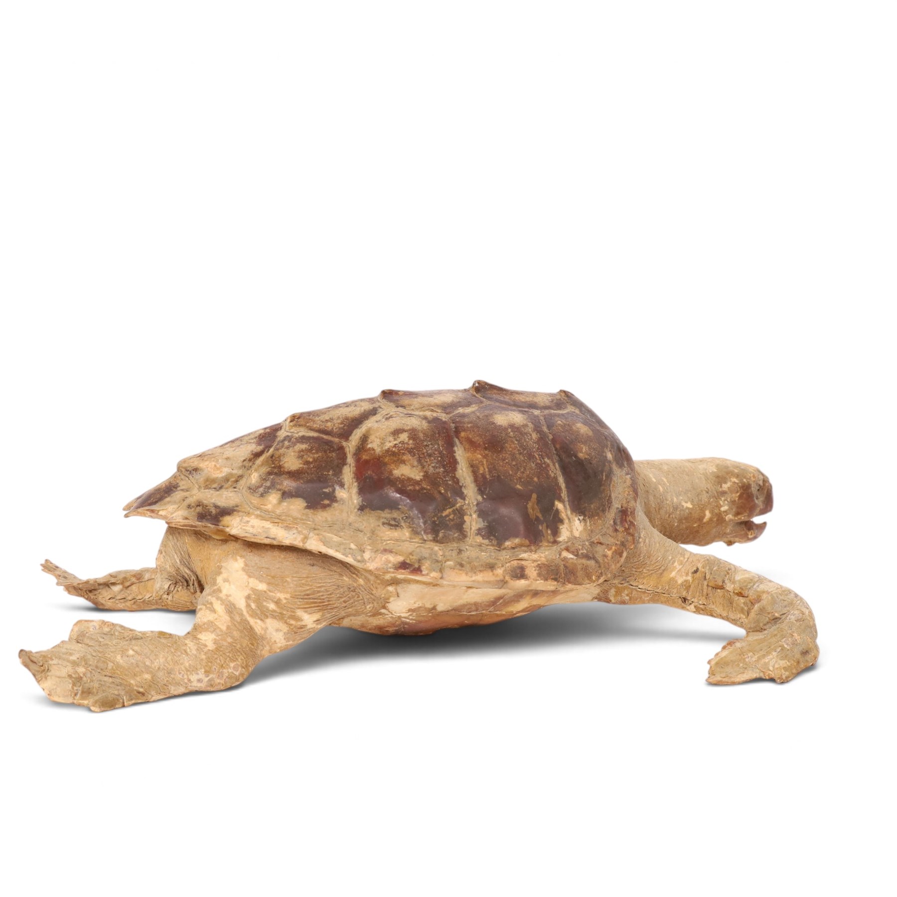 Early 20th century taxidermy Hawksbill Turtle (Eretmochelys imbricata), full mount in swimming pose, L63cm, Cites Annex A, Appendix II (exempt) This specimen would require a re-export licence to export from the UK, an import permit would be required into your chosen country, this is the responsibility of the buyer alone