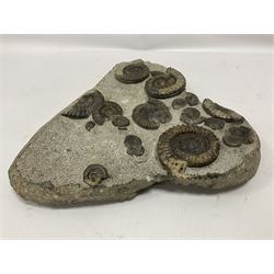 Ammonite multi-block fossil, comprising Arnioceras semicostatum, age; Jurassic period, location; Tunstall, Holderness coast, H30cm, L30cm 