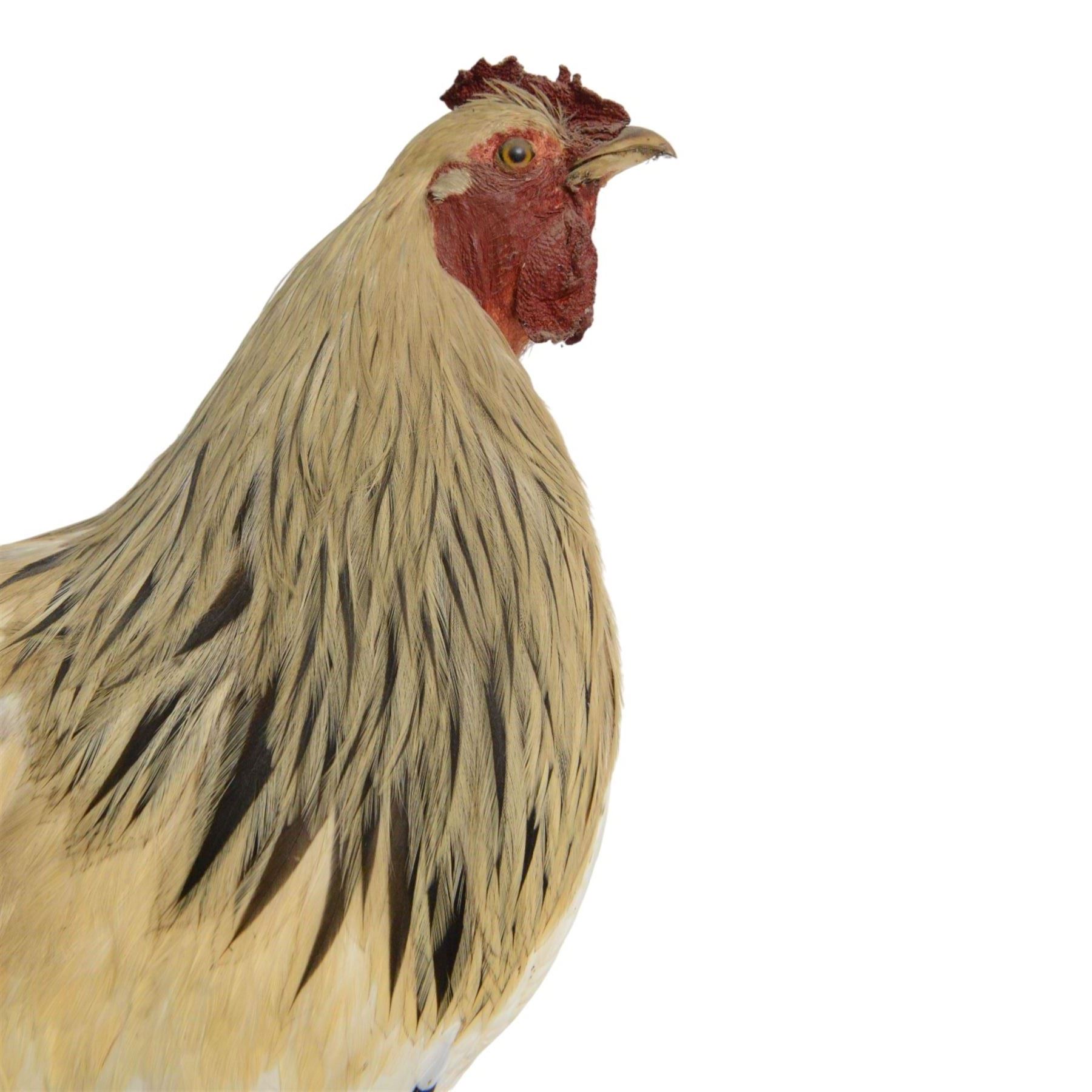 Taxidermy: Cockerel (Gallus gallus domesticus), full adult mount with head turning slightly to the right, on open display, together with taxidermy Pheasant (Phasianus colchicus), full adult male mount on open display, cockerel H43cm 