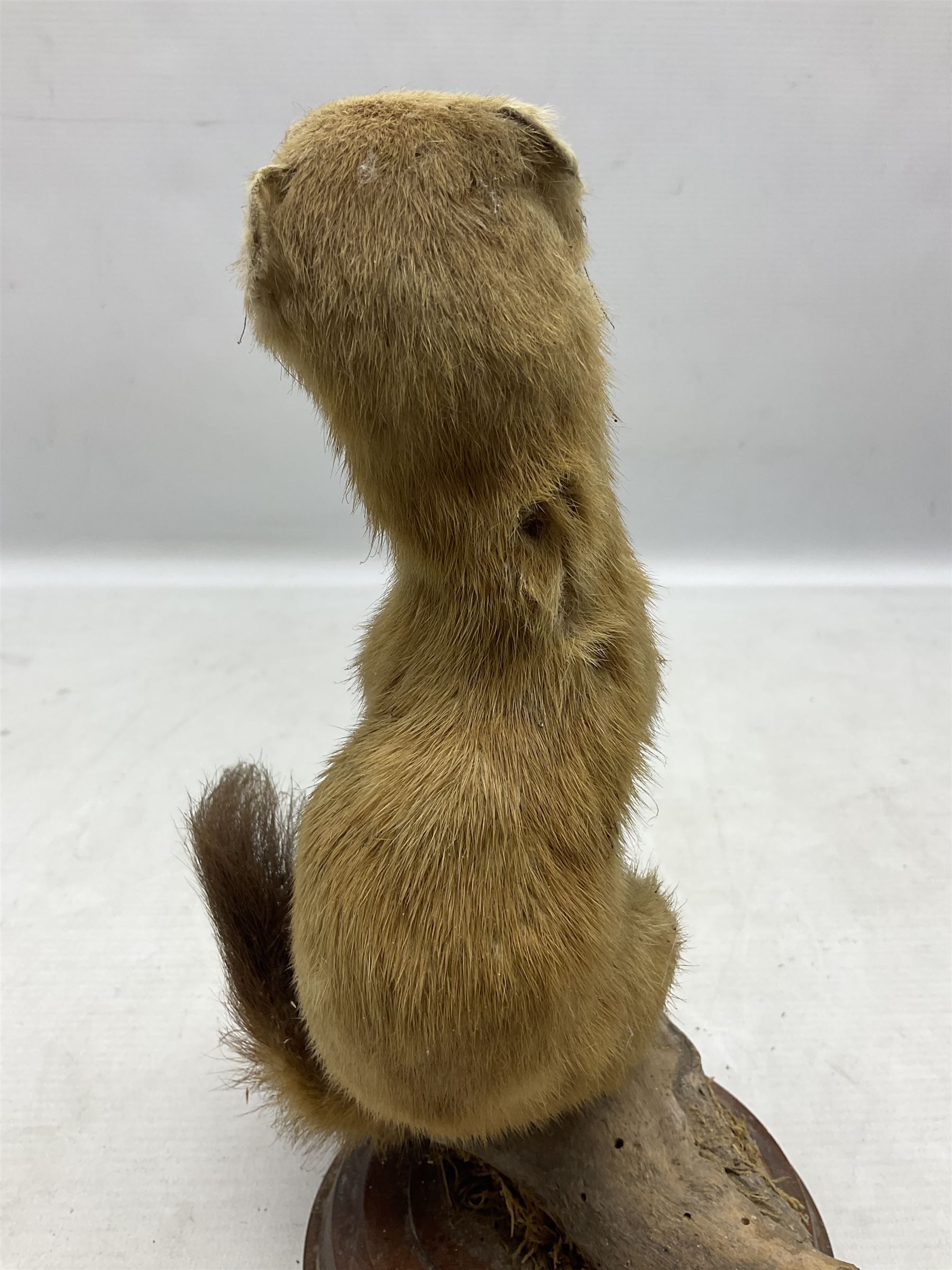 Taxidermy; Pine Marten (Martes martes) or similar, full adult mount mounted on a naturalistic branch, together with a weasel (Mustela) on a wooden plinth, pine marten H34cm