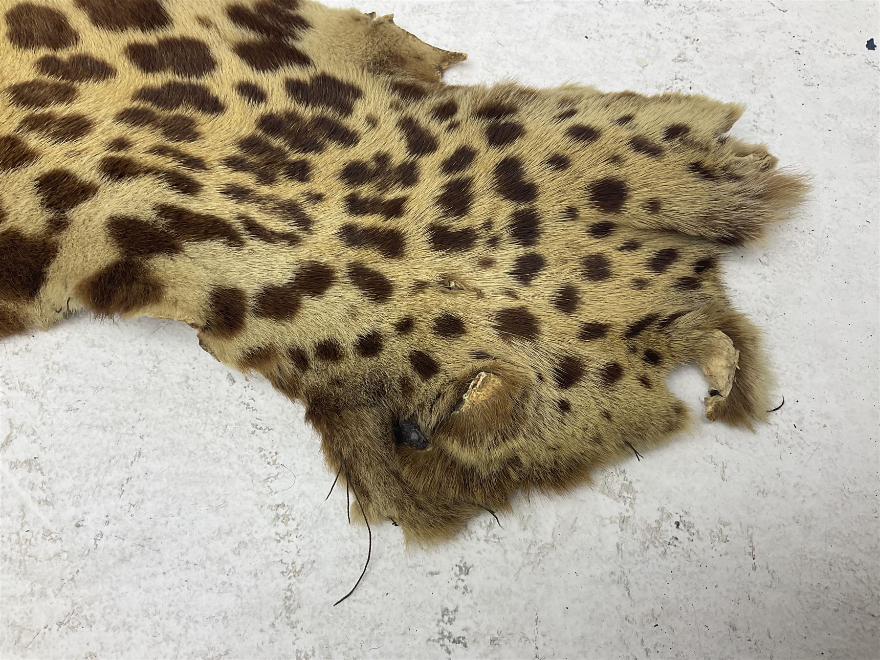 Taxidermy: Early 20th century Indian leopard (Panthera pardus fusca), adult skin rug with head mount, mouth agape, with limbs outstretched, nose to tail L156cm