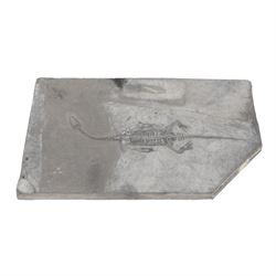 Fossilised reptile Keichosaurus hui, age; Triassic Period, Location Henana Province China,...