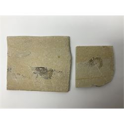 Two fossilised shrimp (Aeger tipularius) each in an individual matrix, age; Cretaceous period, location; Carpopenaeus callirostris Hjoula, Lebanon, largest matrix H9cm, L10cm