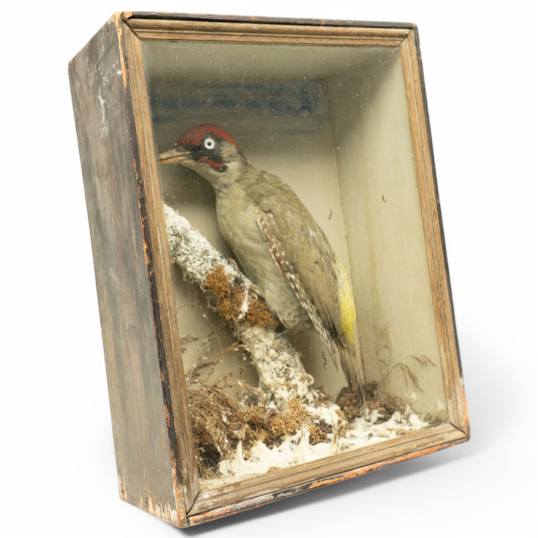 Taxidermy: European Green Woodpecker (Picus Viridis), full adult male mount upon a branch in a naturalistic winter setting, in display case, H33cm 