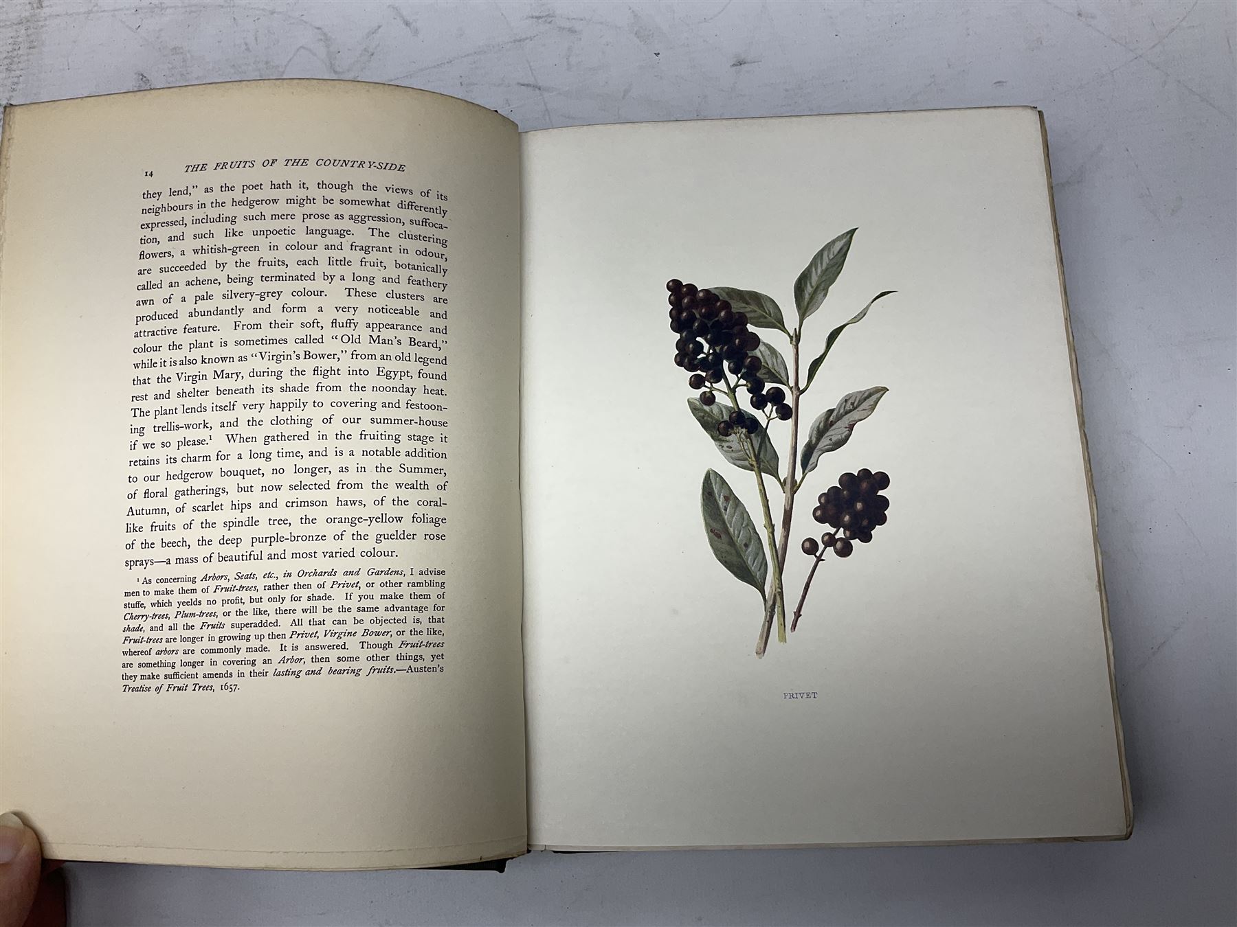 Maxwell, Herbert; 'British Fresh-Water Fish', Afalo, F.G; 'British Salt Water Fish', Hulme, F. Edward: 'Wild Fruits of the countryside' Boulger, G.S; Familiar Trees, two volumes, all with coloured plates, together with three other books