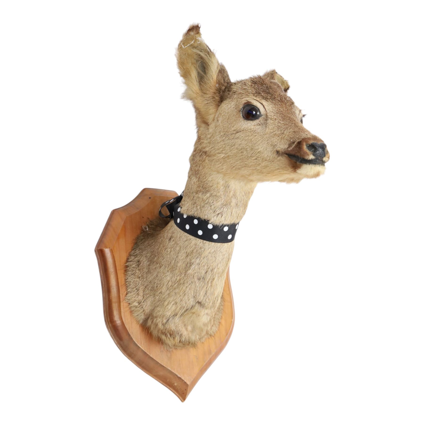Taxidermy: Red Grouse (Lagopus lagopus) and Melanistic Cock Pheasant (Phasianus colchicus), roe deer shoulder mount (Capreolus capreolus)
