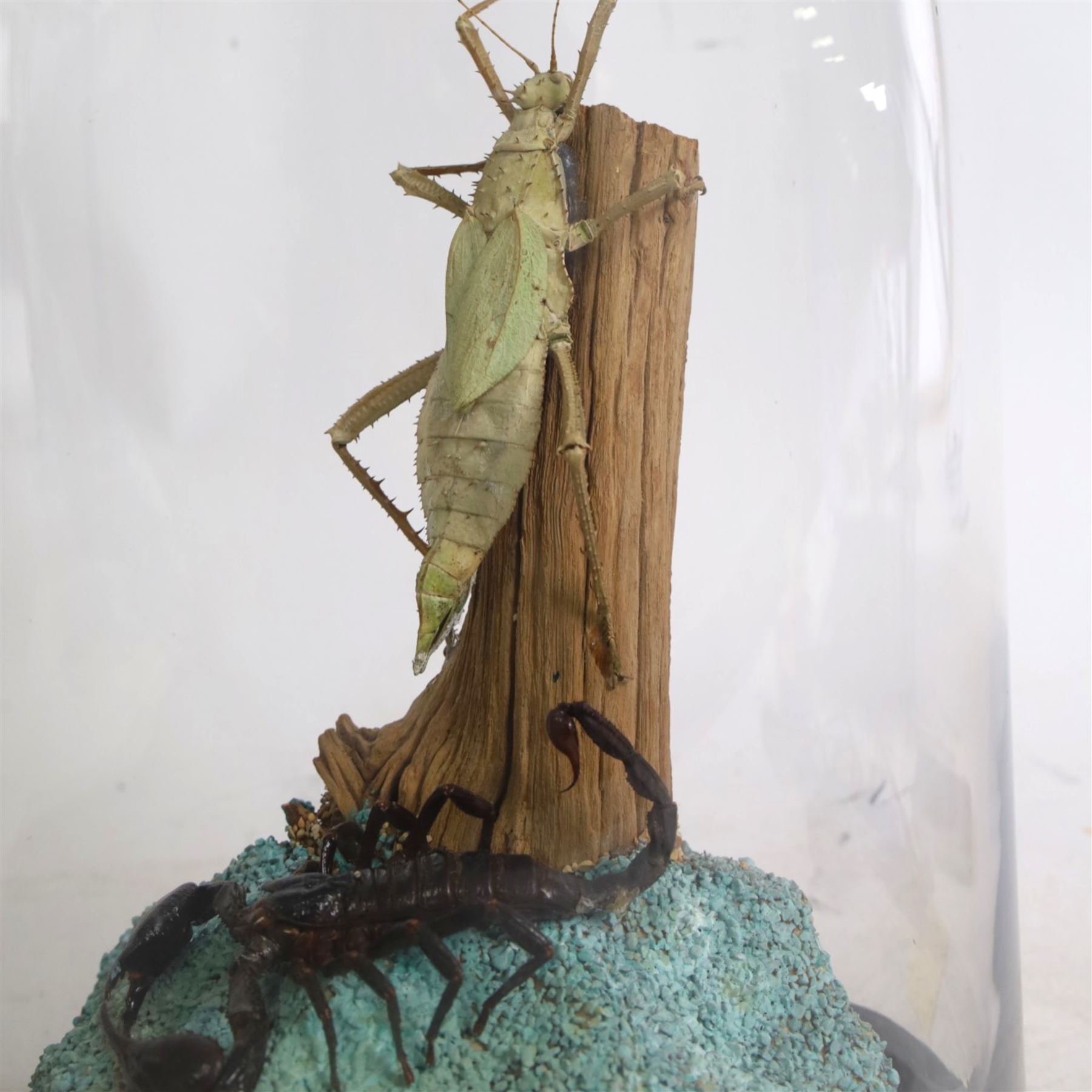 Entomology: Giant Forest scorpion (Heterometrus spinifer) and Prickly Stick insect (Extatosoma tiaratum), upon a gravel base, within a modern circular glass dome, H41cm