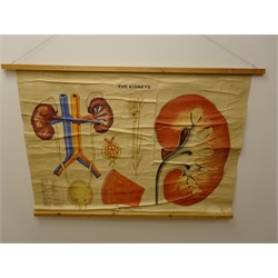  Vintage anatomical wall chart of The kidneys produced by Educational Productions Limited, 107cm x 75cm & French chart showing the Ear (2)    
