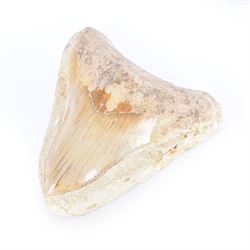 Large Megalodon (Otodus Megalodon) tooth fossil, with fine serrations in a matrix, age; Miocene period location; Java, Indonesia, H10cm, W11cm 
Notes; Believed to have grown as large as 18 metres, the Megalodon was the largest shark and one of the most dominant marine predators ever to have existed. It roamed the ancient seas for around 20 million years until their extinction around 3.6 million years ago. Megalodon teeth vary in colour and ton. influenced and coloured over the millennia by the conditions in which they are preserved