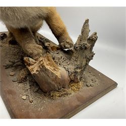 Taxidermy: Red Fox Cub (Vulpes Vulpes), a juvenile full mount cub, on a naturalistic setting, upon a rectangular wooden plinth, H36cm