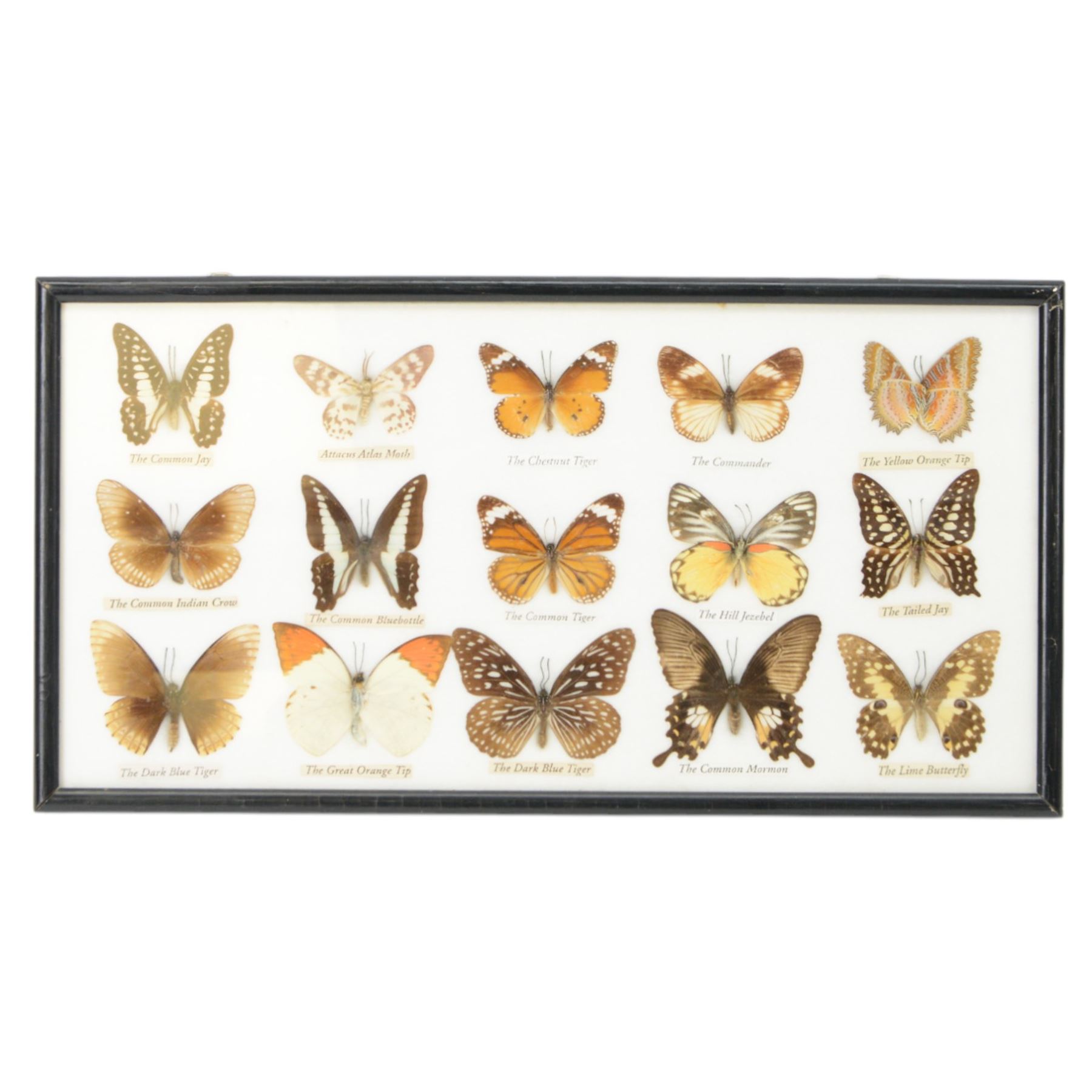 Entomology; Framed collection of fifteen butterflies and moths including Dark Blue Tiger, Hill Jezebel, Great Orange Tip etc together with two other framed displays 