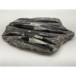 Orthoceras fossil group, age: Devonian period, H33cm, L30cm