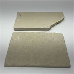 Two fossilised fish (Knightia alta) each in an individual matrix, age; Eocene period, location; Green River Formation, Wyoming, USA, largest matrix H8cm, L16cm