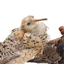 Taxidermy - Ruff (Calidris Pugnax), three adult mounts on naturalistic base, including base H24cm