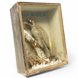 Taxidermy: European Green Woodpecker (Picus Viridis), full adult male mount upon a branch in a naturalistic winter setting, in display case, H33cm 