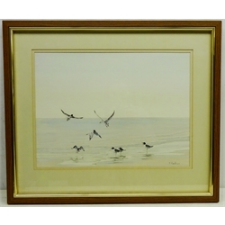  Oystercatcher and Seagulls on the Shoreline, gouache signed by T. Faulkner, artists address label verso 35cm x 47cm  