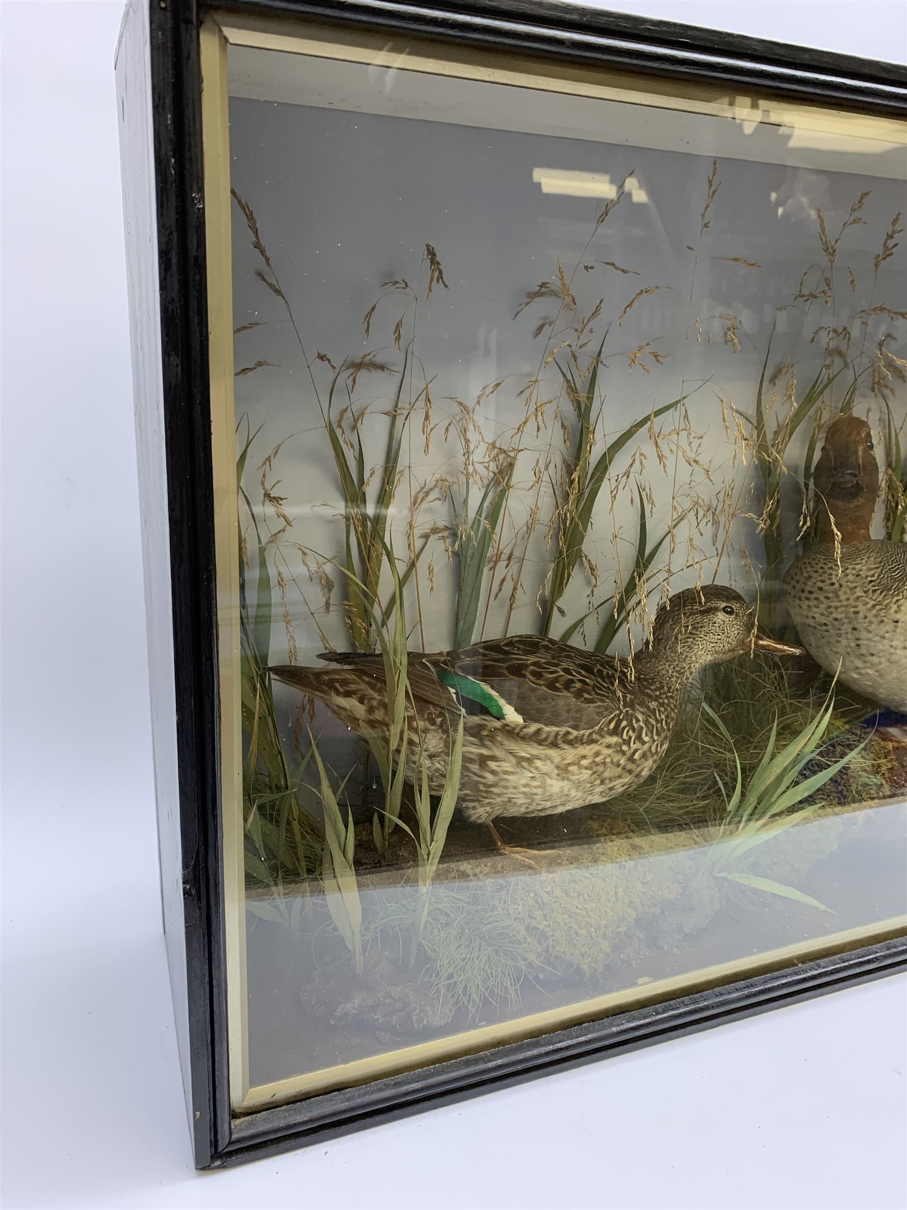 Taxidermy: pair of Green Wing Teal Ducks (Anas Carolinensis), hen and drake, in naturalistic setting, detailed with rockwork and long grasses, set against a painted light blue backdrop, encased within an ebonised single pane display case, with taxidermist paper label verso detailed E Allen & Co No 20 Stonegate York, H47cm L68.5cm D18.5cm