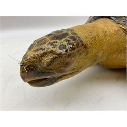 Taxidermy: Hawksbill Sea Turtle (Eretmochelys imbricata), juvenile full mount, beak to shell base L43cm
