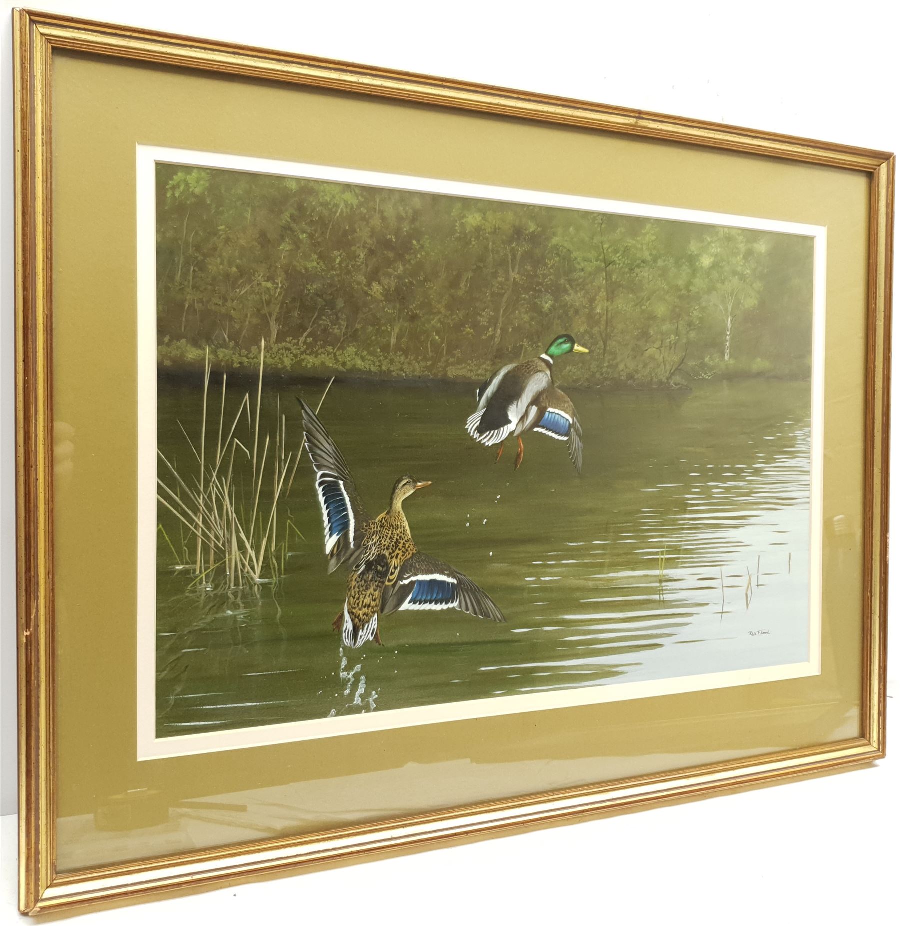 Rex Flood (British 1928-2009): Mallards Rising, oil on board signed 34cm x 52cm
