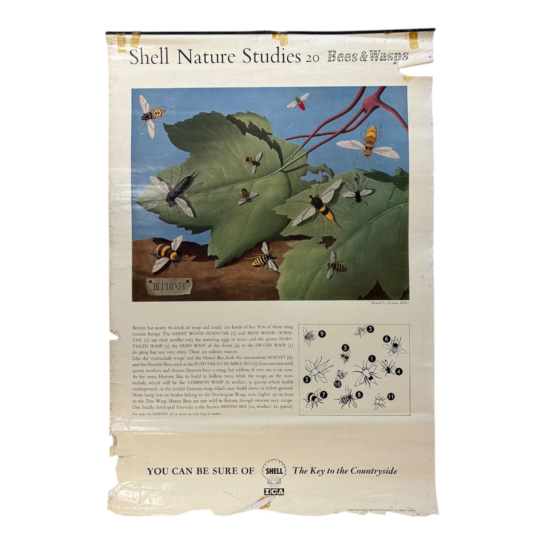 Collection thirty seven vintage county guide posters produced by Shell, H76cm, W51cm