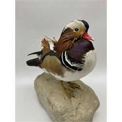 Taxidermy: Mandarin duck (Aix galericulata), modern, by award winning Taxidermist - Carl Church, Pickering, North Yorkshire, a full mount adult perched on a rock, H36cm W35cm.