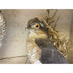 Taxidermy; Victorian cased pair of Sparrowhawks (Accipiter nisus), male and female full mounts, on a naturalistic setting, encased within an ebonised single pane display case, H40, W47cm, D19.5cm