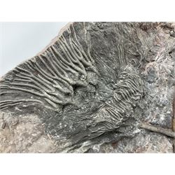 Crinoid sea bed plaque, with two crinoid specimens, probably Scyphocrinites elegans from the Silurian period, H39cm, L61cm
