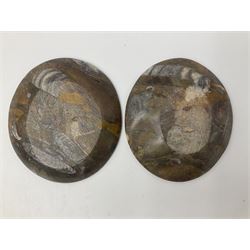 Pair of oval dishes, with a raised Goniatite to the side, Orthoceras and Goniatites inclusion, D12cm 