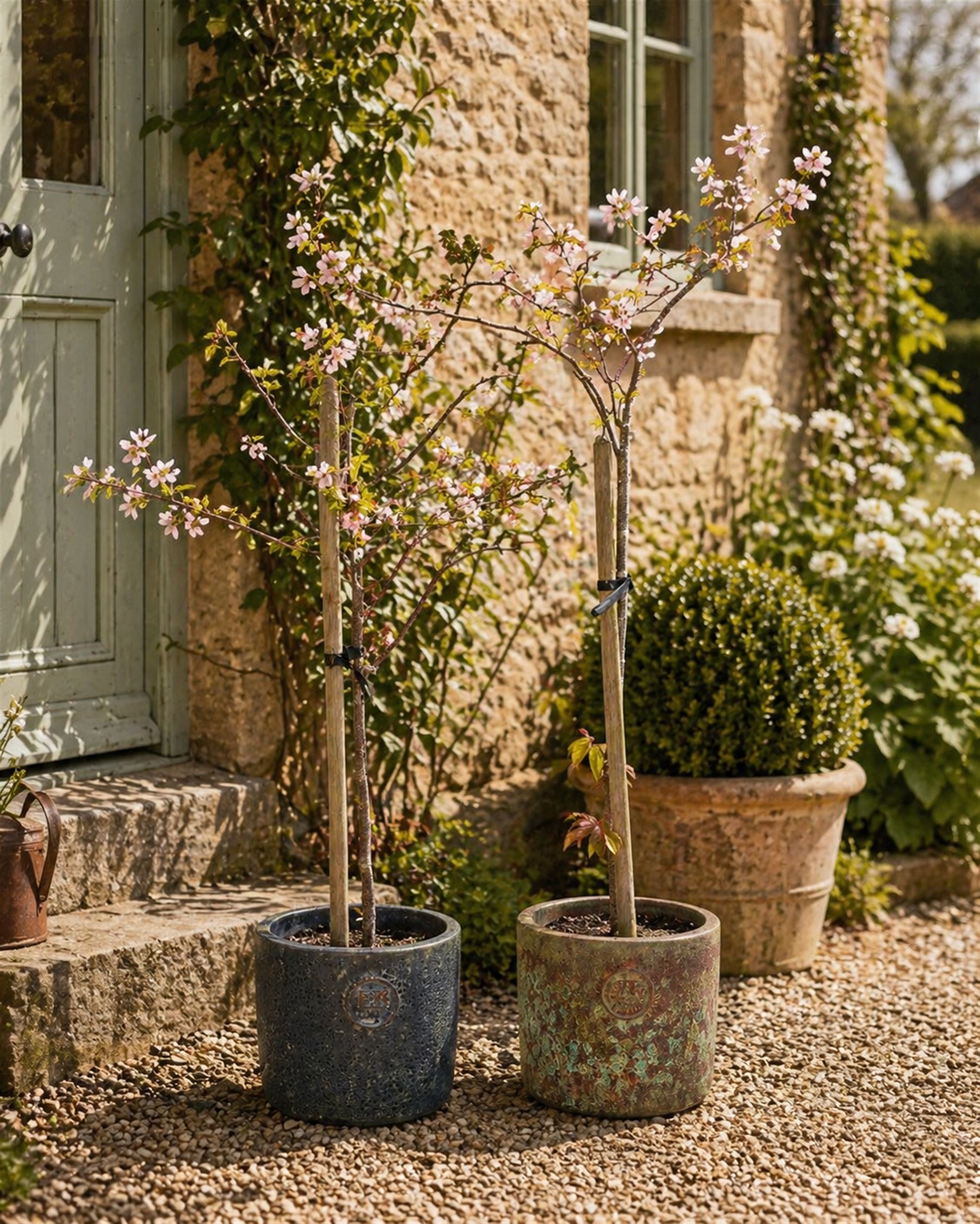 Pair of mature ornamental cherry trees, planted in lead-effect planters stamped ER