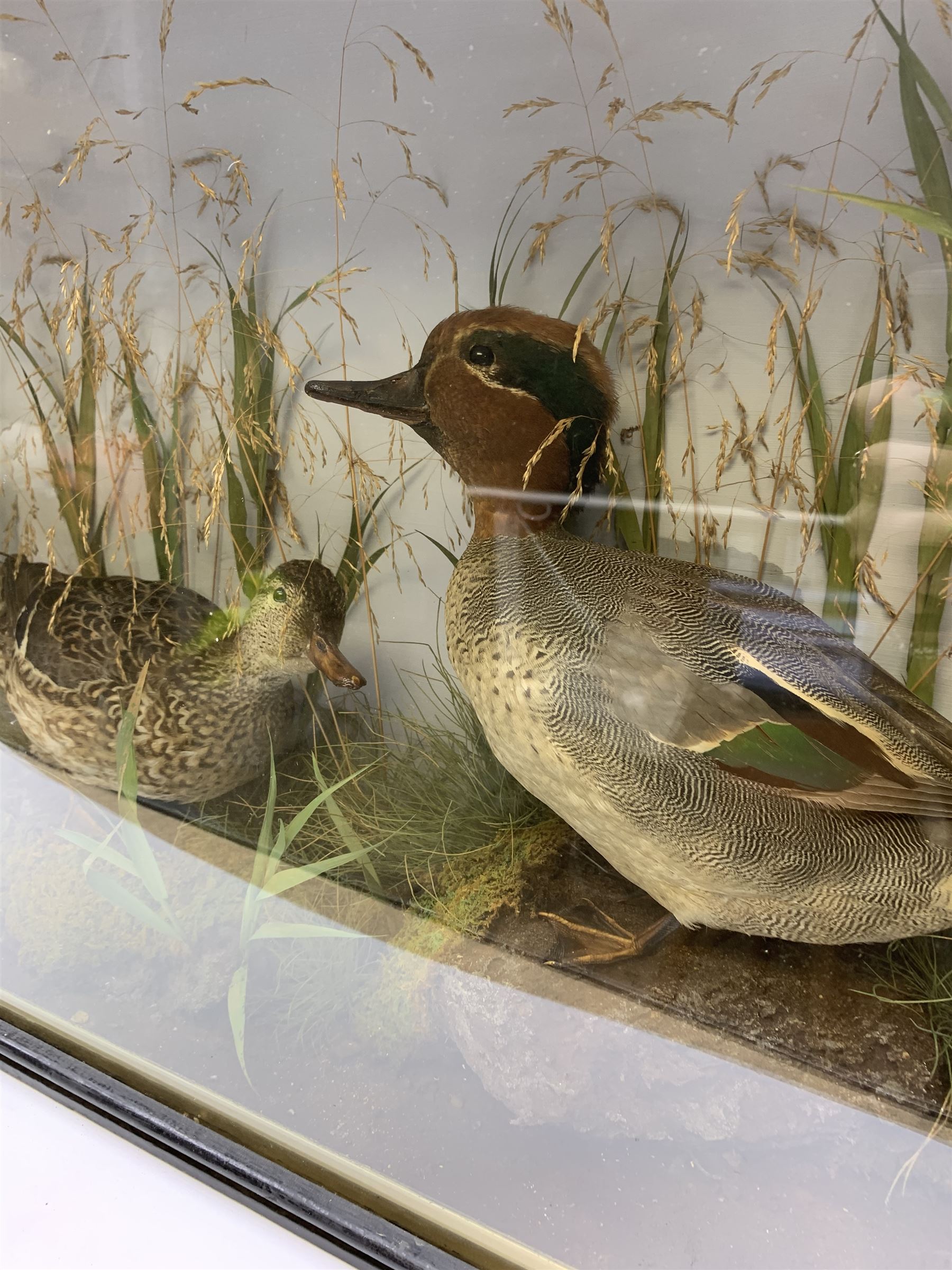 Taxidermy: pair of Green Wing Teal Ducks (Anas Carolinensis), hen and drake, in naturalistic setting, detailed with rockwork and long grasses, set against a painted light blue backdrop, encased within an ebonised single pane display case, with taxidermist paper label verso detailed E Allen & Co No 20 Stonegate York, H47cm L68.5cm D18.5cm